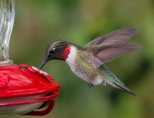 Hummingbirds in August: Tiny Birds, Big Appetites, Bigger Attitudes