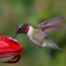 Hummingbirds in August: Tiny Birds, Big Appetites, Bigger Attitudes