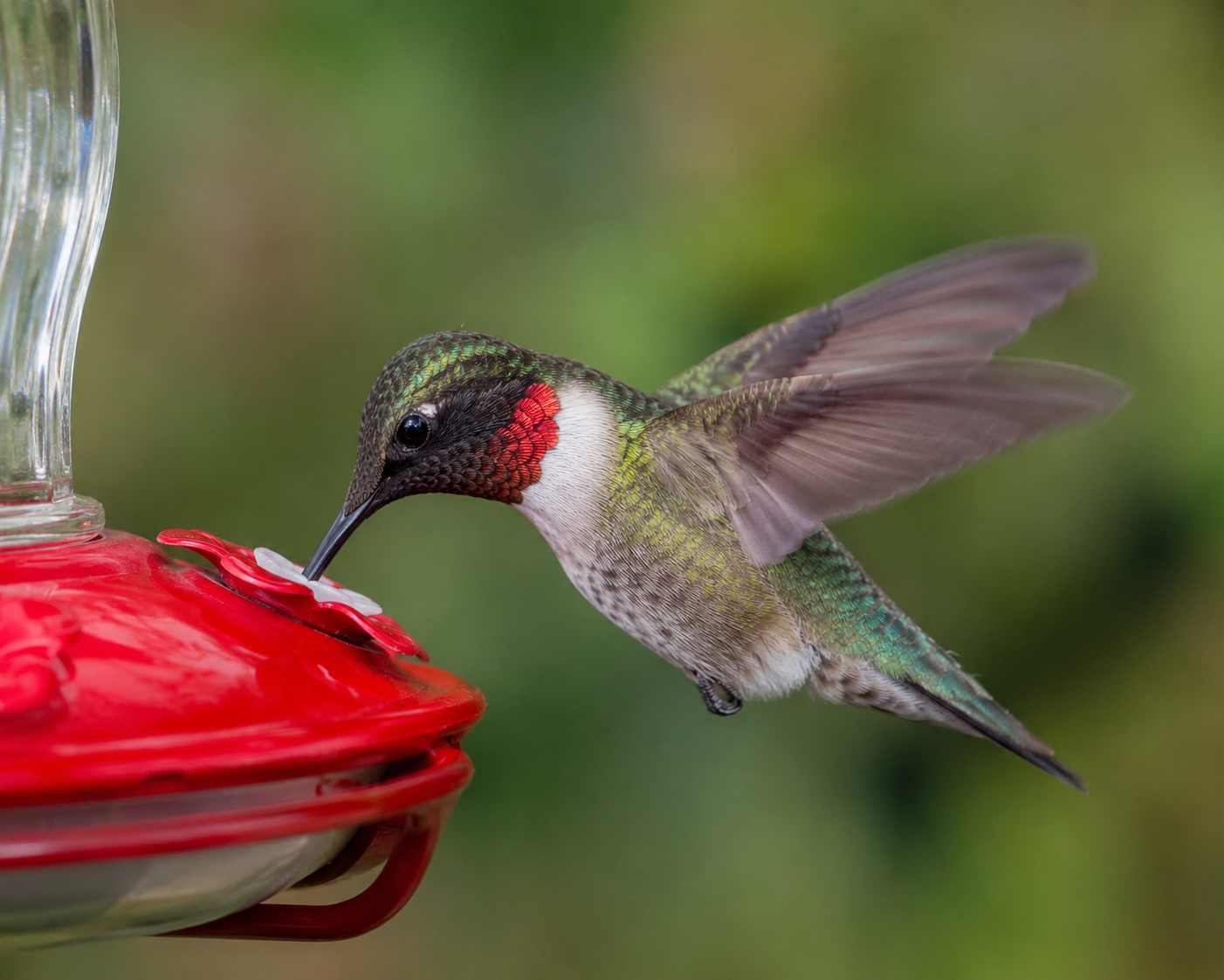 Hummingbirds in August: Tiny Birds, Big Appetites, Bigger Attitudes