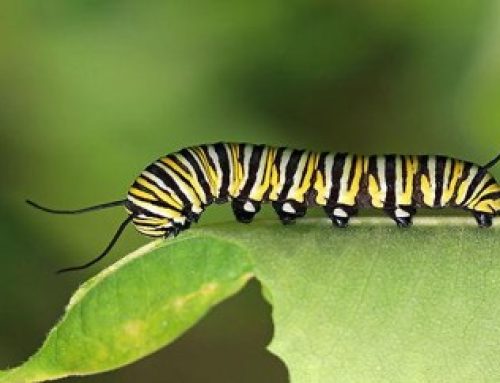 Monarch Magic: From Tiny Caterpillar to Chrysalis