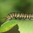 Monarch Magic From Tiny Caterpillar to Chrysalis