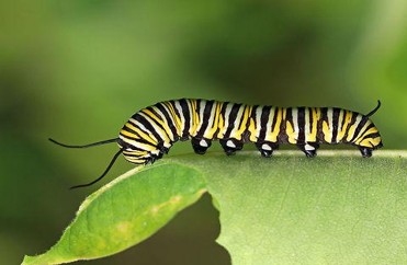 Monarch Magic From Tiny Caterpillar to Chrysalis