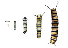 Monarch Magic From Tiny Caterpillar to Chrysalis