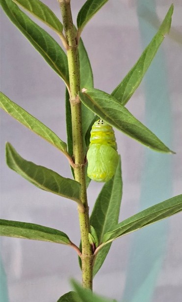 Monarch Magic From Tiny Caterpillar to Chrysalis