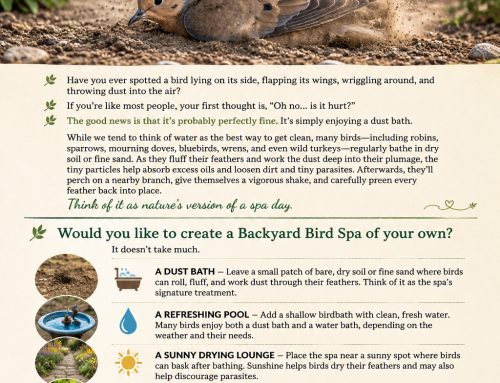 The Backyard Bird Spa You Never Knew Existed