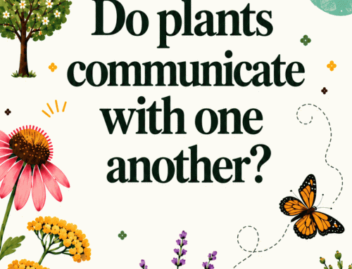 Do Plants Communicate with One Another?