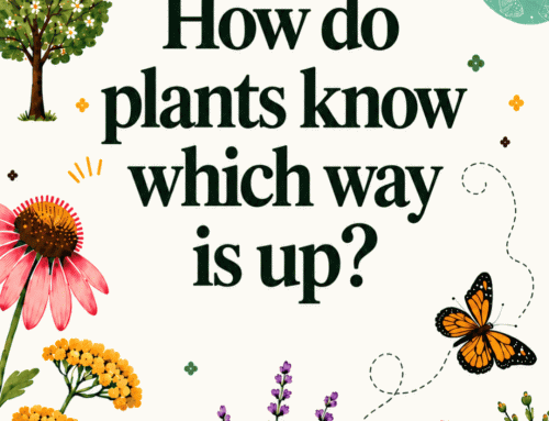 How do plants know which way is up?