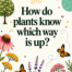 How do plants know which way is up?