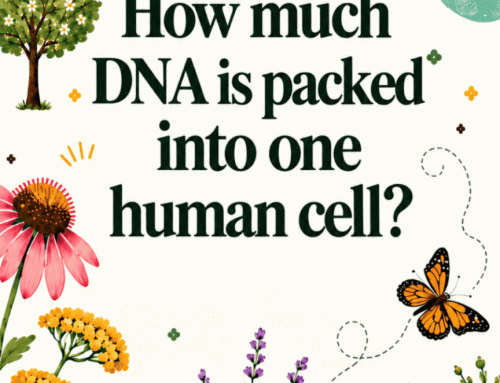 How much DNA is packed into one human cell?