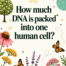 How much DNA is packed into one human cell?