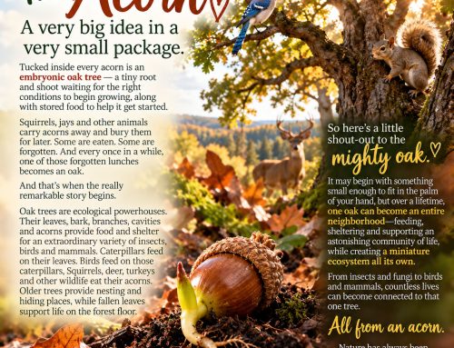 The Acorn