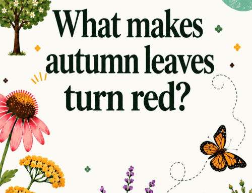 What makes autumn leaves turn red?