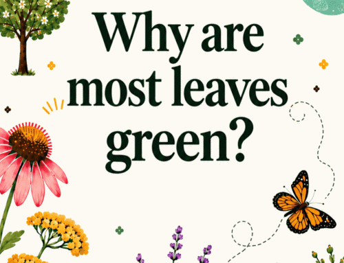 Why are most leaves green?