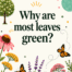 Why are most leaves green