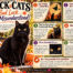 Black Cats: Not Bad Luck… Just Misunderstood!