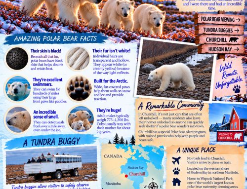 🐻‍❄️ Guess Where I Went? Where the Polar Bears Gather