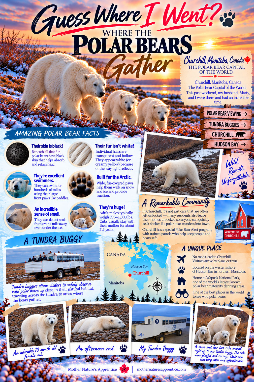 Guess Where I Went? Where the Polar Bears Gather