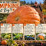 How on Earth Do They Grow Pumpkins THAT Big?!