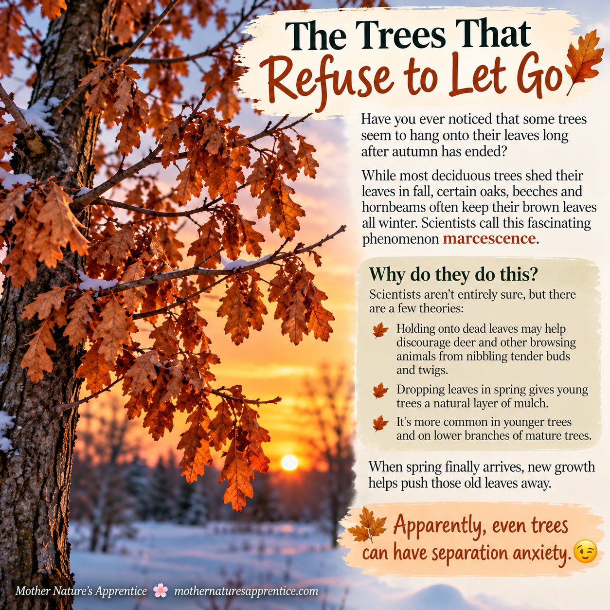 Some trees just can't let go!