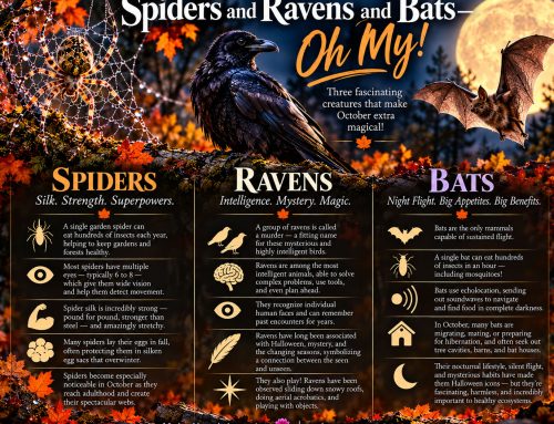 🕷️🖤🦇 Spiders and Ravens and Bats – Oh My!